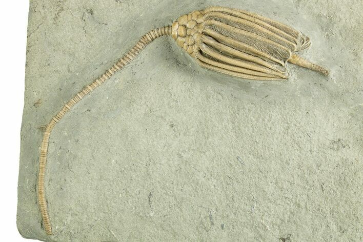 Fossil Crinoid (Macrocrinus) - Crawfordsville, Indiana #344783